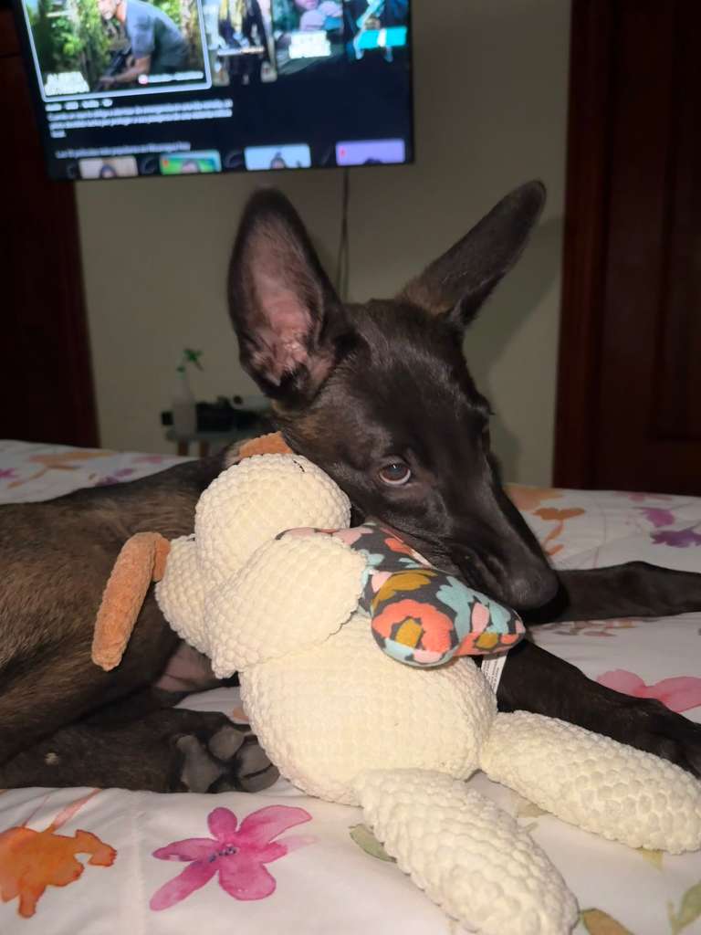 Detras del Perro de Trabajo